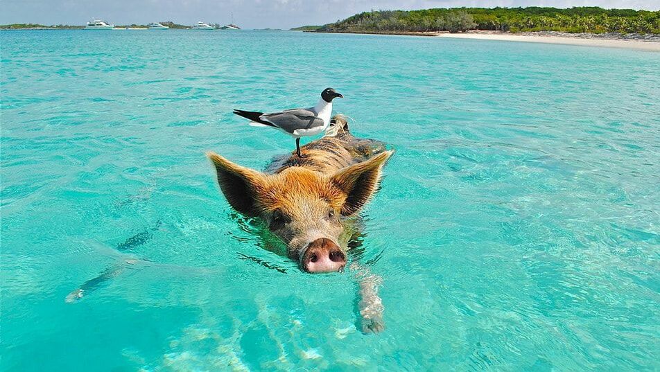 Pig swimming in the ocean with a bird on its back